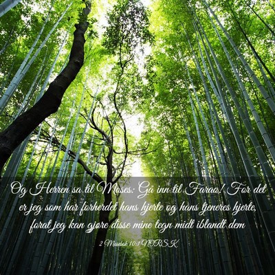 Picture 03 - 2 Mosebok 10:1 NORSK - Og Herren sa til Moses: Gå inn til Farao! For - Bible Verse Picture