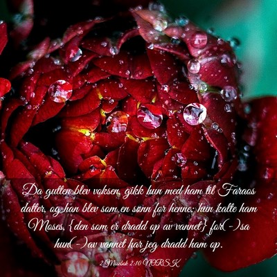 Picture 03 - 2 Mosebok 2:10 NORSK - Da gutten blev voksen, gikk hun med ham til - Bible Verse Picture