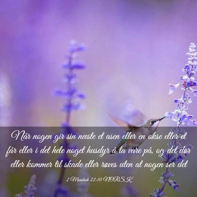 Picture 03 - 2 Mosebok 22:10 NORSK - Når nogen gir sin næste et asen eller en okse - Bible Verse Picture