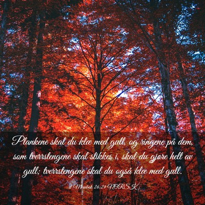 Picture 03 - 2 Mosebok 26:29 NORSK - Plankene skal du klæ med gull, og ringene på - Bible Verse Picture