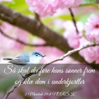 Picture 03 - 2 Mosebok 29:8 NORSK - Så skal du føre hans sønner frem og klæ dem i - Bible Verse Picture