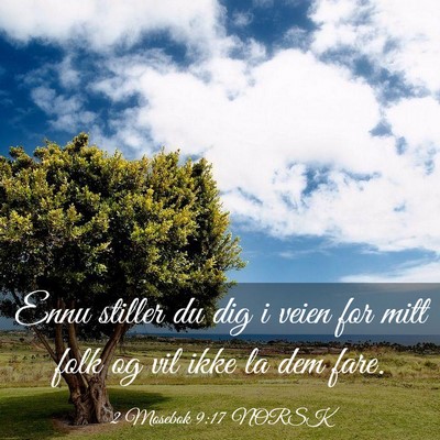 Picture 03 - 2 Mosebok 9:17 NORSK - Ennu stiller du dig i veien for mitt folk og vil - Bible Verse Picture
