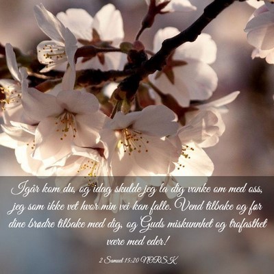 Picture 03 - 2 Samuel 15:20 NORSK - Igår kom du, og idag skulde jeg la dig vanke om - Bible Verse Picture