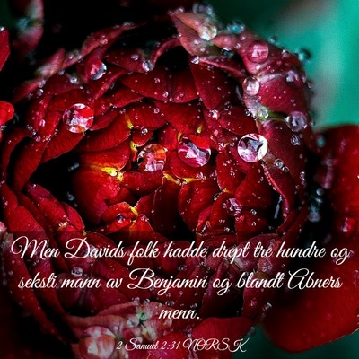 Picture 03 - 2 Samuel 2:31 NORSK - Men Davids folk hadde drept tre hundre og seksti - Bible Verse Picture