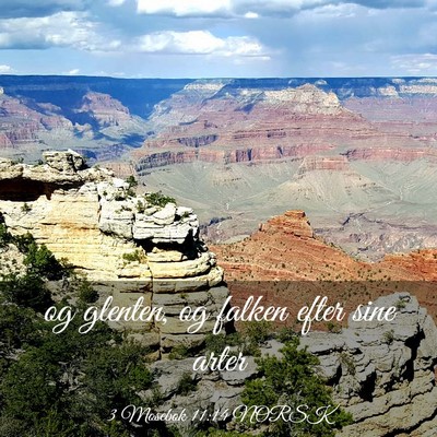 Picture 03 - 3 Mosebok 11:14 NORSK - og glenten, og falken efter sine - Bible Verse Picture