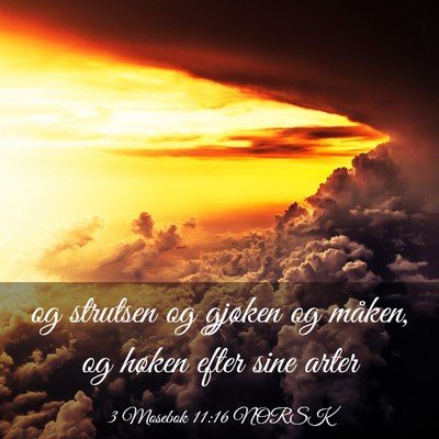 Picture 03 - 3 Mosebok 11:16 NORSK - og strutsen og gjøken og måken, og høken efter - Bible Verse Picture