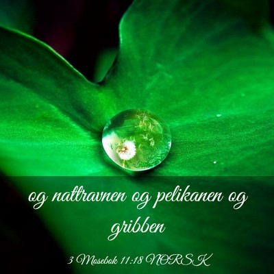 Picture 03 - 3 Mosebok 11:18 NORSK - og nattravnen og pelikanen og - Bible Verse Picture