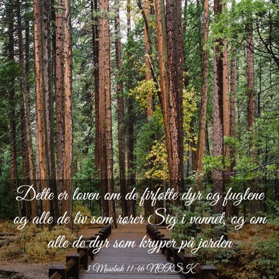 Picture 03 - 3 Mosebok 11:46 NORSK - Dette er loven om de firføtte dyr og fuglene og - Bible Verse Picture