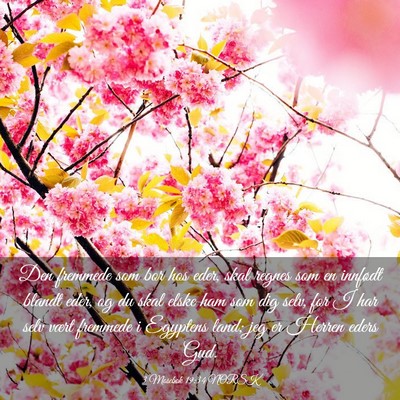 Picture 03 - 3 Mosebok 19:34 NORSK - Den fremmede som bor hos eder, skal regnes som en - Bible Verse Picture