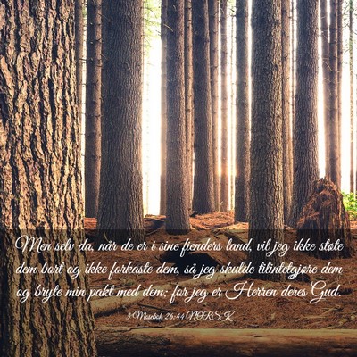 Picture 03 - 3 Mosebok 26:44 NORSK - Men selv da, når de er i sine fienders land, vil - Bible Verse Picture