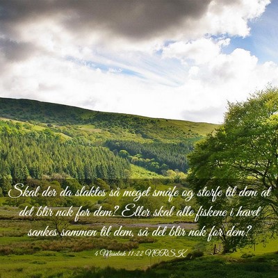Picture 03 - 4 Mosebok 11:22 NORSK - Skal der da slaktes så meget småfe og storfe - Bible Verse Picture