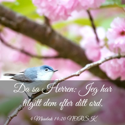Picture 03 - 4 Mosebok 14:20 NORSK - Da sa Herren: Jeg har tilgitt dem efter ditt - Bible Verse Picture