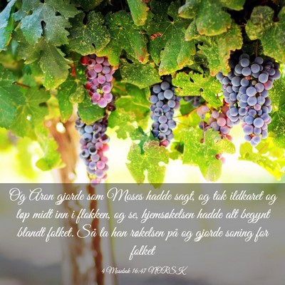Picture 03 - 4 Mosebok 16:47 NORSK - Og Aron gjorde som Moses hadde sagt, og tok - Bible Verse Picture