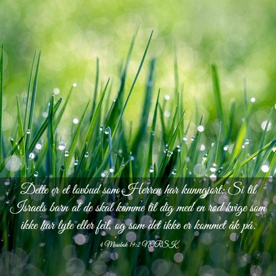 Picture 03 - 4 Mosebok 19:2 NORSK - Dette er et lovbud som Herren har kunngjort: Si - Bible Verse Picture