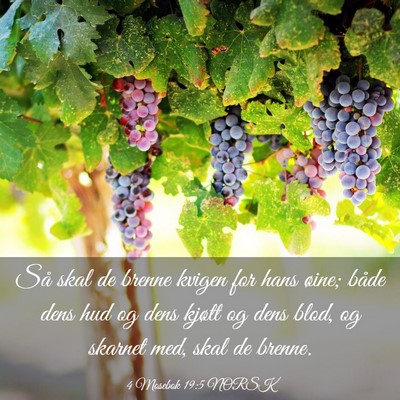 Picture 03 - 4 Mosebok 19:5 NORSK - Så skal de brenne kvigen for hans øine; både - Bible Verse Picture
