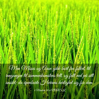 Picture 03 - 4 Mosebok 20:6 NORSK - Men Moses og Aron gikk bort fra folket, til - Bible Verse Picture