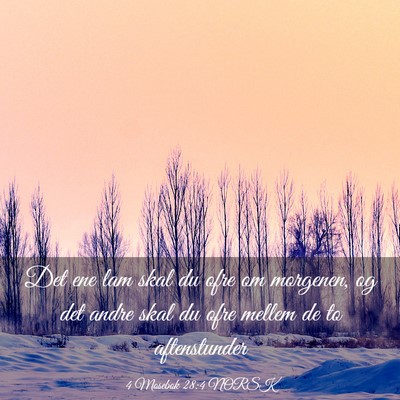 Picture 03 - 4 Mosebok 28:4 NORSK - Det ene lam skal du ofre om morgenen, og det - Bible Verse Picture