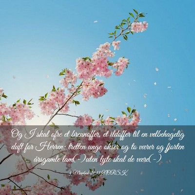 Picture 03 - 4 Mosebok 29:13 NORSK - Og I skal ofre et brennoffer, et ildoffer til en - Bible Verse Picture