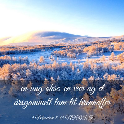 Picture 03 - 4 Mosebok 7:15 NORSK - en ung okse, en vær og et årsgammelt lam til - Bible Verse Picture