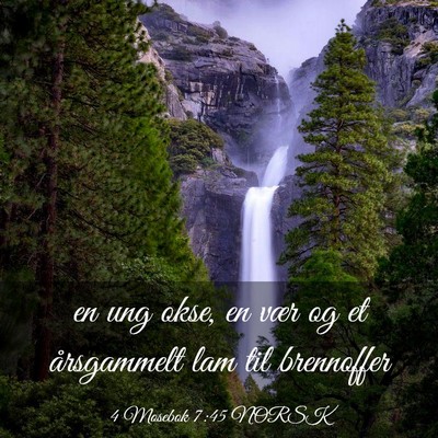 Picture 03 - 4 Mosebok 7:45 NORSK - en ung okse, en vær og et årsgammelt lam til - Bible Verse Picture