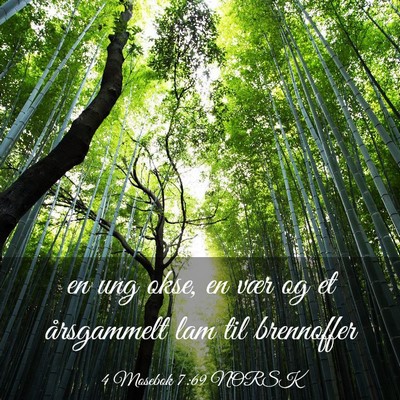 Picture 03 - 4 Mosebok 7:69 NORSK - en ung okse, en vær og et årsgammelt lam til - Bible Verse Picture