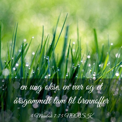Picture 03 - 4 Mosebok 7:75 NORSK - en ung okse, en vær og et årsgammelt lam til - Bible Verse Picture