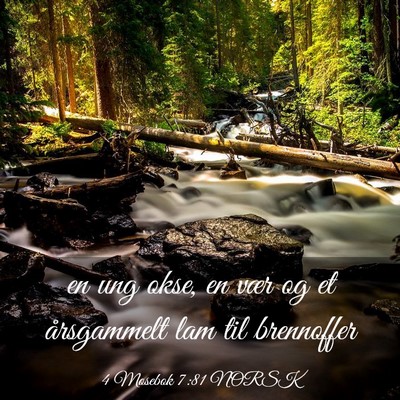 Picture 03 - 4 Mosebok 7:81 NORSK - en ung okse, en vær og et årsgammelt lam til - Bible Verse Picture