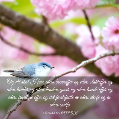 Picture 03 - 5 Mosebok 12:6 NORSK - Og dit skal I føre eders brennoffer og eders - Bible Verse Picture