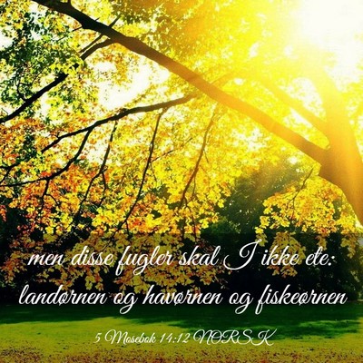 Picture 03 - 5 Mosebok 14:12 NORSK - men disse fugler skal I ikke ete: landørnen og - Bible Verse Picture