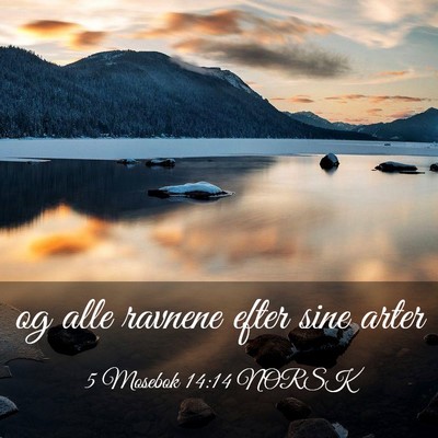 Picture 03 - 5 Mosebok 14:14 NORSK - og alle ravnene efter sine - Bible Verse Picture