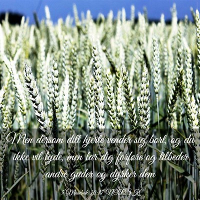 Picture 03 - 5 Mosebok 30:17 NORSK - Men dersom ditt hjerte vender sig bort, og du - Bible Verse Picture