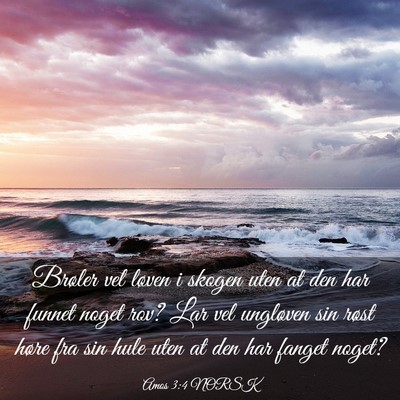 Picture 03 - Amos 3:4 NORSK - Brøler vel løven i skogen uten at den har - Bible Verse Picture