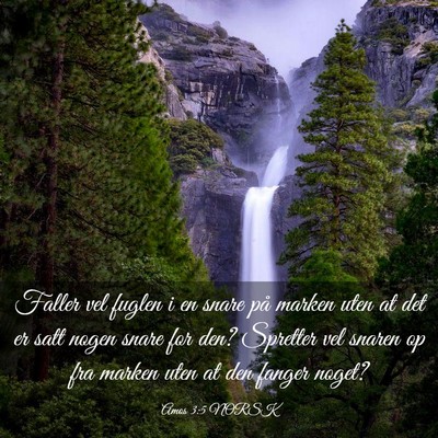 Picture 03 - Amos 3:5 NORSK - Faller vel fuglen i en snare på marken uten at - Bible Verse Picture