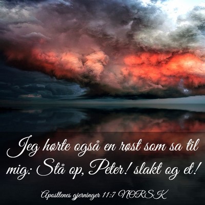 Picture 03 - Apostlenes gjerninger 11:7 NORSK - Jeg hørte også en røst som sa til mig: Stå - Bible Verse Picture