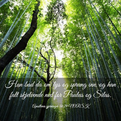 Picture 03 - Apostlenes gjerninger 16:29 NORSK - Han bad da om lys og sprang inn, og han falt - Bible Verse Picture