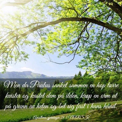 Picture 03 - Apostlenes gjerninger 28:3 NORSK - Men da Paulus sanket sammen en hop tørre kvister - Bible Verse Picture
