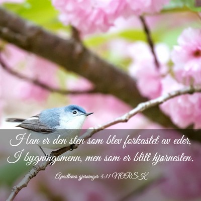 Picture 03 - Apostlenes gjerninger 4:11 NORSK - Han er den sten som blev forkastet av eder, I - Bible Verse Picture