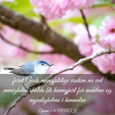 Picture 03 - Efeserne 3:10 NORSK - forat Guds mangfoldige visdom nu ved menigheten - Bible Verse Picture