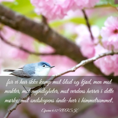 Picture 03 - Efeserne 6:12 NORSK - for vi har ikke kamp mot blod og kjød, men mot - Bible Verse Picture
