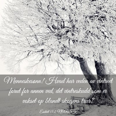 Picture 03 - Esekiel 15:2 NORSK - Menneskesønn! Hvad har veden av vintreet forut - Bible Verse Picture