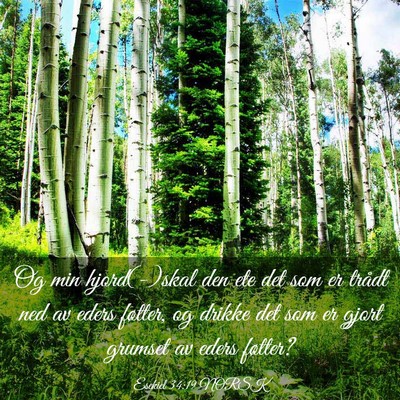 Picture 03 - Esekiel 34:19 NORSK - Og min hjord(-)skal den ete det som er trådt ned - Bible Verse Picture