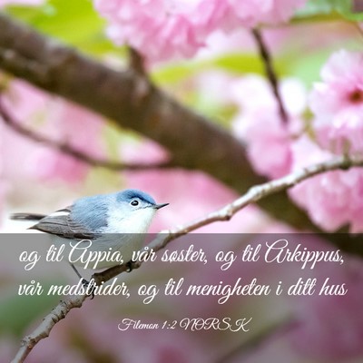 Picture 03 - Filemon 1:2 NORSK - og til Appia, vår søster, og til Arkippus, vår - Bible Verse Picture