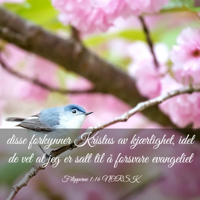 Picture 03 - Filipperne 1:16 NORSK - disse forkynner Kristus av kjærlighet, idet de - Bible Verse Picture