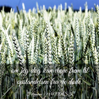 Picture 03 - Filipperne 3:11 NORSK - om jeg dog kan vinne frem til opstandelsen fra de - Bible Verse Picture