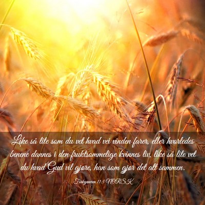 Picture 03 - Forkynneren 11:5 NORSK - Like så lite som du vet hvad vei vinden farer, - Bible Verse Picture