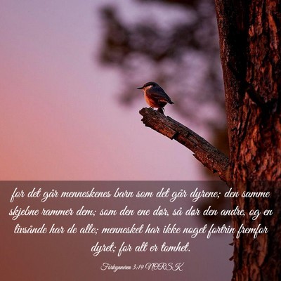 Picture 03 - Forkynneren 3:19 NORSK - for det går menneskenes barn som det går - Bible Verse Picture