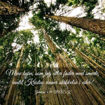 Picture 03 - Galaterne 4:19 NORSK - Mine barn, som jeg atter føder med smerte, - Bible Verse Picture