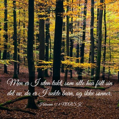 Picture 03 - Hebreerne 12:8 NORSK - Men er I uten tukt, som alle har fått sin del - Bible Verse Picture