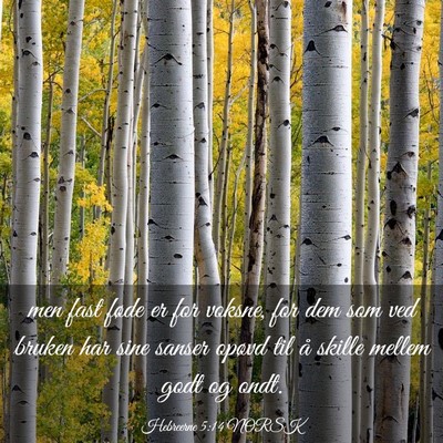 Picture 03 - Hebreerne 5:14 NORSK - men fast føde er for voksne, for dem som ved - Bible Verse Picture