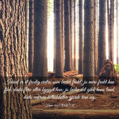 Picture 03 - Hosea 10:1 NORSK - Israel er et frodig vintre, som bærer frukt; jo - Bible Verse Picture